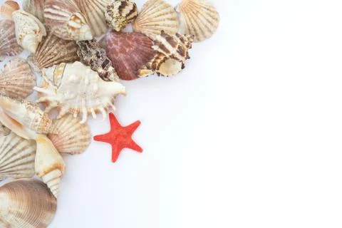 Shells and starfish Stock Photos
