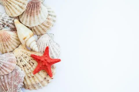 Shells and starfish Stock Photos