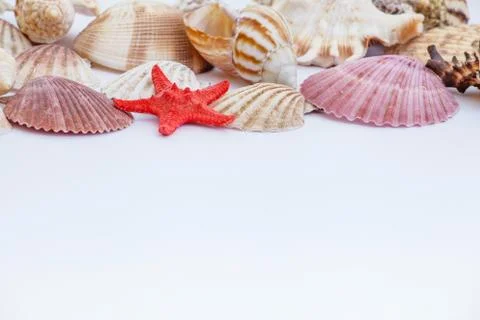 Shells and starfish Stock Photos