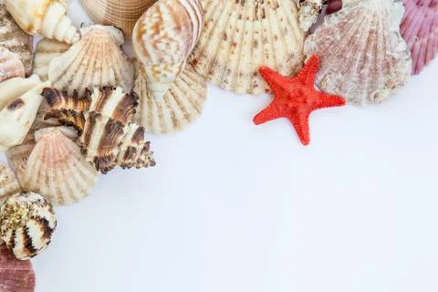 Shells and starfish Stock Photos