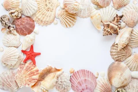 Shells and starfish Stock Photos