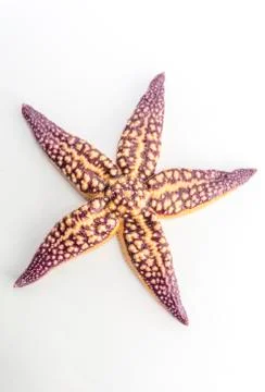 Shells and starfish Stock Photos