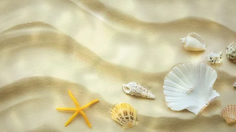 Shells and starfish on sandy beach with gentle waves Stock Footage 325037134