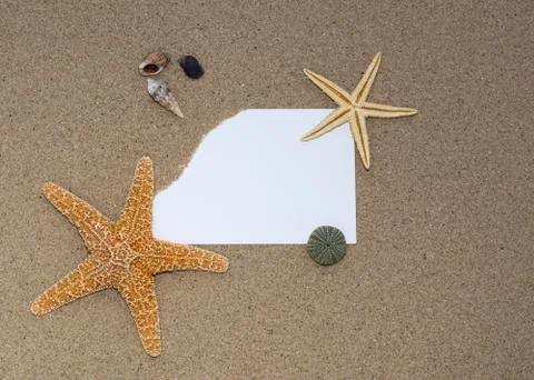 Shells and starfish on a sandy Stock Photos