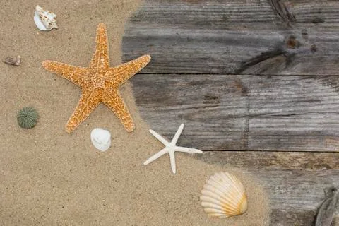Shells and starfish on a sandy Stock Photos
