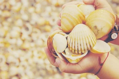 Shells and starfish on the sea. summer photo. selective focus. 스톡 사진