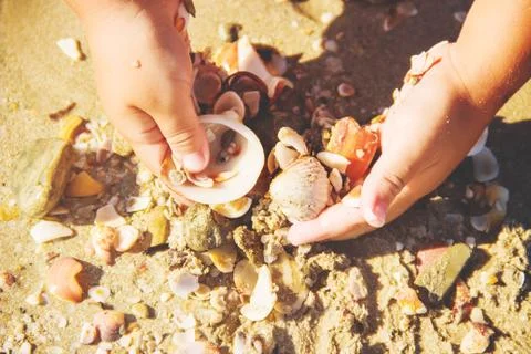 Shells and starfish on the sea. summer photo. selective focus. Stockfoto's