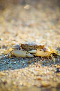 Shells and starfish on the sea. summer photo. Stock Photos
