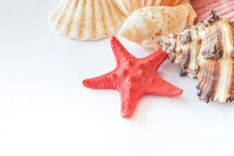 Shells and starfish on white paper Stock Photos