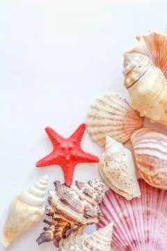 Shells and starfish on white paper vertical Stock Photos