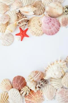 Shells and starfish on white paper vertical with white space Stock Photos