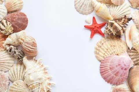 Shells and starfish on white paper Stock Photos