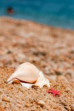 Shells and starfishes at the beach Foto stock