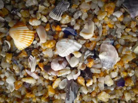 Shells and stones Stock Photos