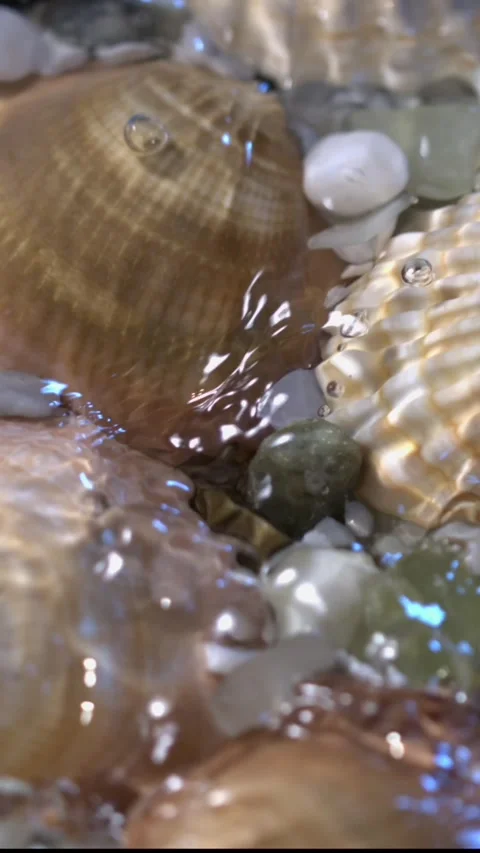 Shells and stones in shallow water showing marine life and nature details by the Stock Footage 322791608