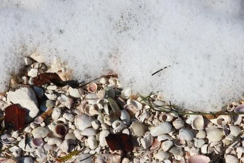 Shells and suds 库存照片