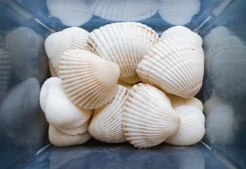 Shells are found on our shelling beaches. Close-up view of seashells in the b Stock Photos