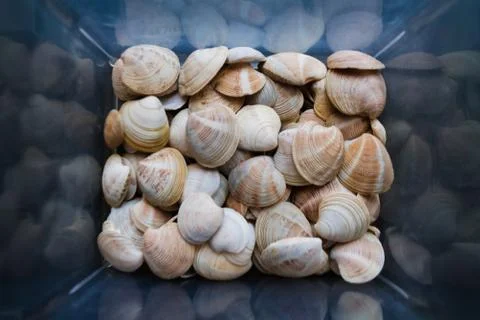 Shells are found on our shelling beaches. Close-up view of seashells in the b Stock Photos