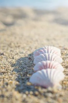 Shells arranged in line on the sand Stock Photos