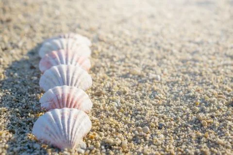 Shells arranged in line on the sand Foto stock