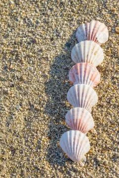 Shells arranged in line on the sand Stock Photos