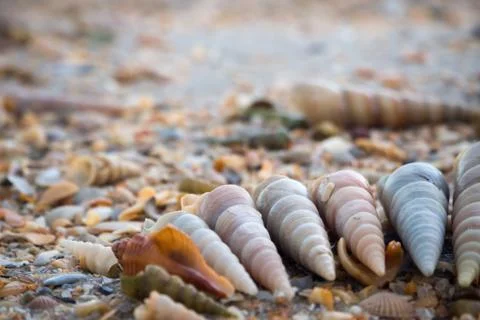 Shells arranged on the sand. Stock Photos
