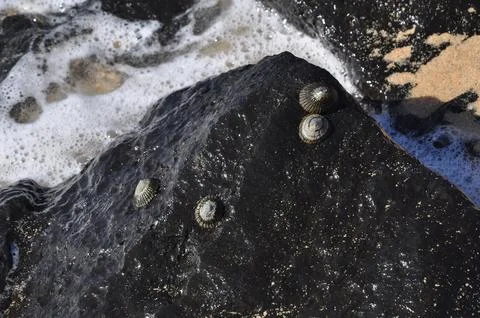 Shells attached to rocks on a beach, close up Stock Photos