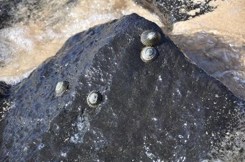 Shells attached to rocks on a beach Stock Photos