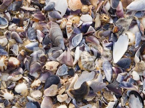 Shells background Stockfoto's