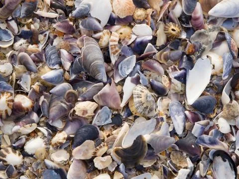 Shells background Stock Photos