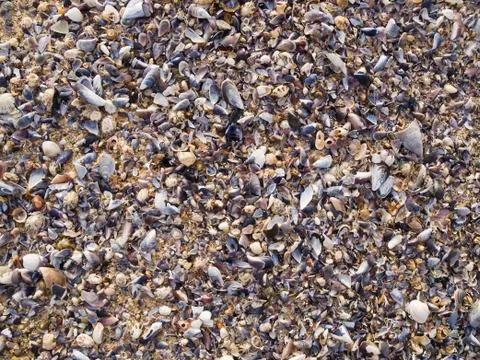 Shells background Stock Photos
