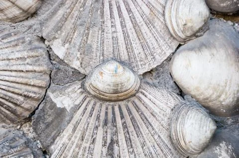 Shells background Stock Photos