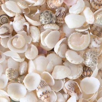 Shells background Stock Photos