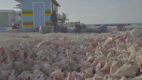 Shells on the bahamas 動画素材 112258768