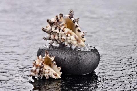 Shells of basalt stone Stock Photos