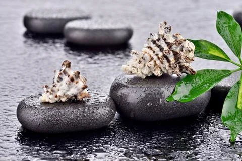 Shells of basalt stone Stock Photos