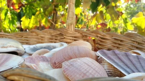 Shells in a Basket - Muscheln im Korb Stock Footage 54355070