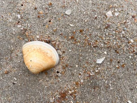 Shells on the beach (1) Stock Photos
