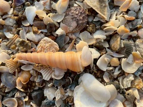 Shells on the beach (1) Fotos Stock