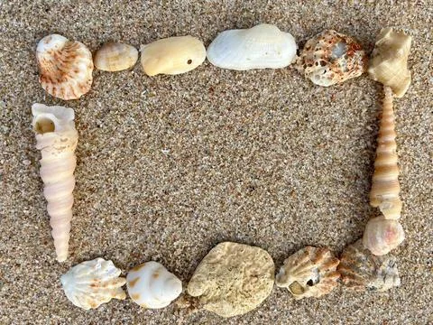 Shells on the beach (10) Stock Photos