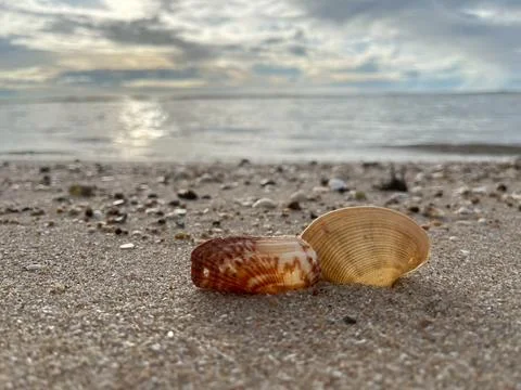 Shells on the beach (13) Stock Photos
