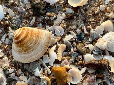 Shells on the beach (13) Fotos Stock