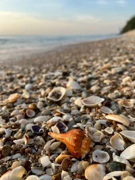 Shells on the beach (19) Fotos Stock