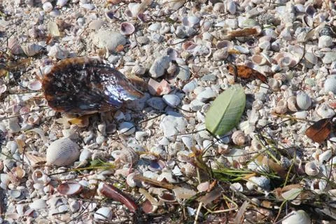 Shells on the beach 2 库存照片