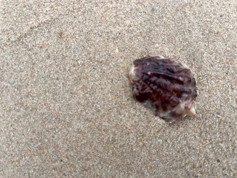 Shells on the beach (2) Stock Photos