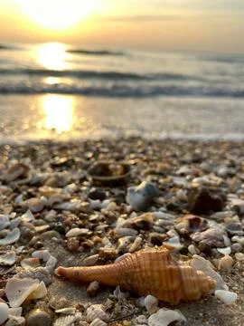 Shells on the beach (21) Stockfoto's