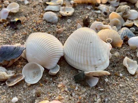 Shells on the beach (26) Фото