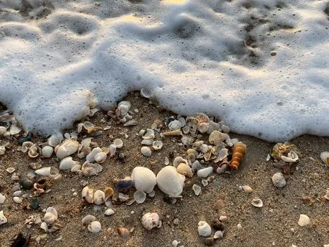 Shells on the beach (28) Fotos Stock