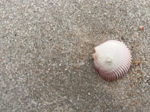 Shells on the beach (3) Stock Photos