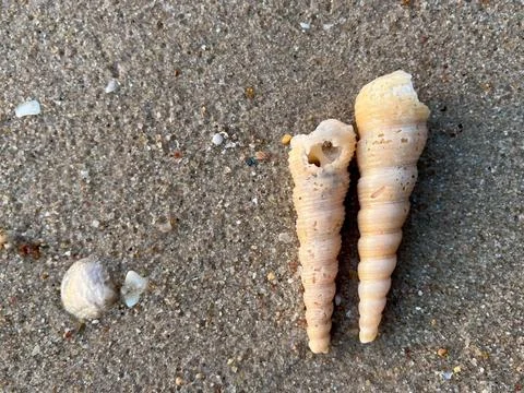 Shells on the beach (3) Фото